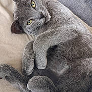 Fidgie a rejoint le concours — aidez-le/la à gagner de superbes lots ! animal, cat, close_up, couch, cushion, domestic_animal, ears, furry, gray_cat, green_eyes, indoor, lying_down, paws, pet, portrait, relaxed, sleepy, soft_fur, tail, whiskers