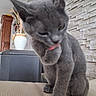 cat, gray_cat, indoor, pet, licking, paw, furniture, vase, stone_wall, cute, feline, animal, close_up, blurry, domestic_cat, ears, whiskers, curious, cozy, background