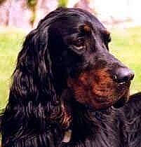 Schoupy Artiste Youky