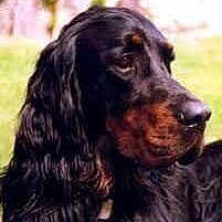 Schoupy Artiste Youky