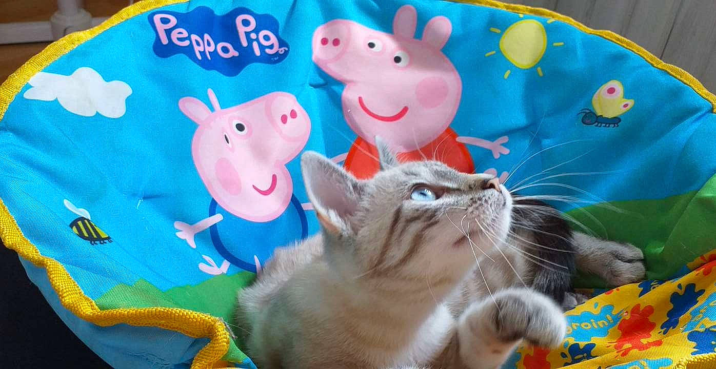 Danette a rejoint le concours — aidez-le/la à gagner de superbes lots ! baby_toys, carnivore, cat, fawn, felidae, kitten, play, small_to_medium_sized_cats, toy, whiskers