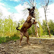 Monster is registered to the contest to win money with this photo: dog, outdoor, forest, trees, dirt_path, playful, animal, pet, nature, sunny, canine, jumping, happy, ears_up, tongue_out, daytime, greenery, walking_path, mammal, active