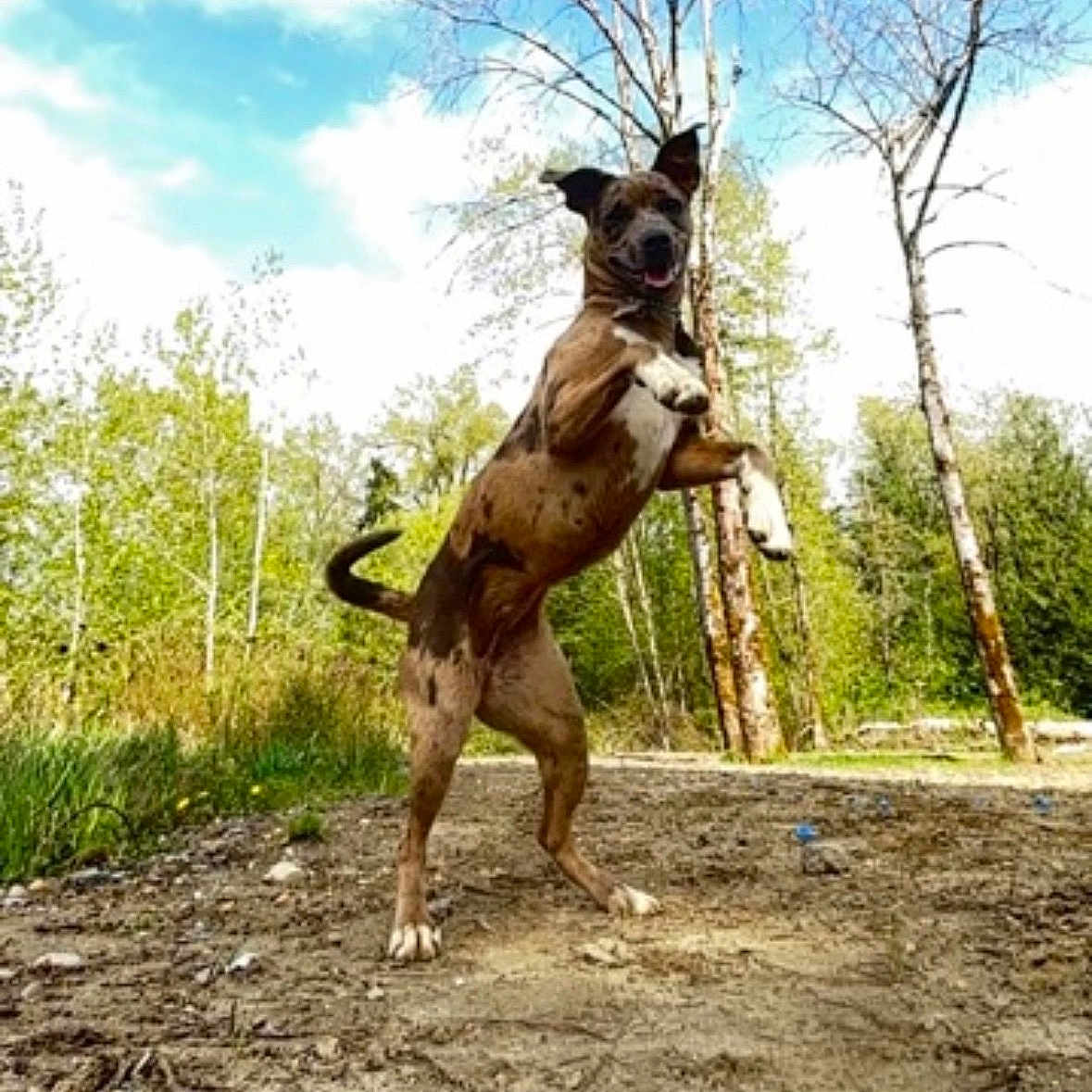 Monster is registered to the contest to win money with this photo: dog, outdoor, forest, trees, dirt_path, playful, animal, pet, nature, sunny, canine, jumping, happy, ears_up, tongue_out, daytime, greenery, walking_path, mammal, active