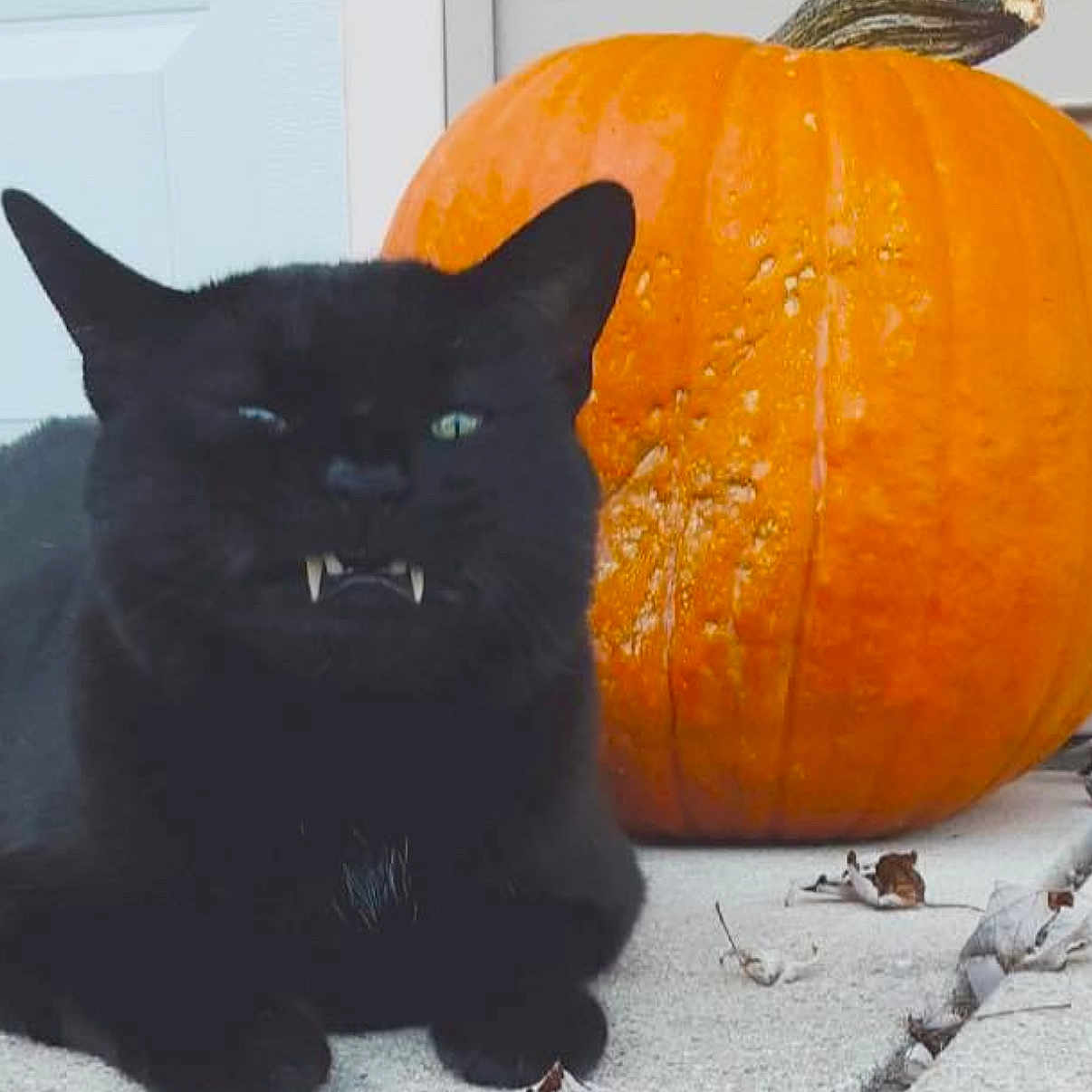 Jasper joined the competition — help win amazing prizes! animal, blackcat, canine, cat, citrusfruit, dog, food, fruit, kitten, manx, orange, panther, pet, plant, pottedplant, produce, pumpkin, squash, vegetable