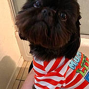 Gizmo is registered to the contest to win money with this photo: adorable, close_up, clothing, curious, dog, eyes, fur, human_arm, indoor, nose, orange_white, paw, pet, portrait, puppy, sitting, small_dog, striped_shirt, tile_floor, whiskers