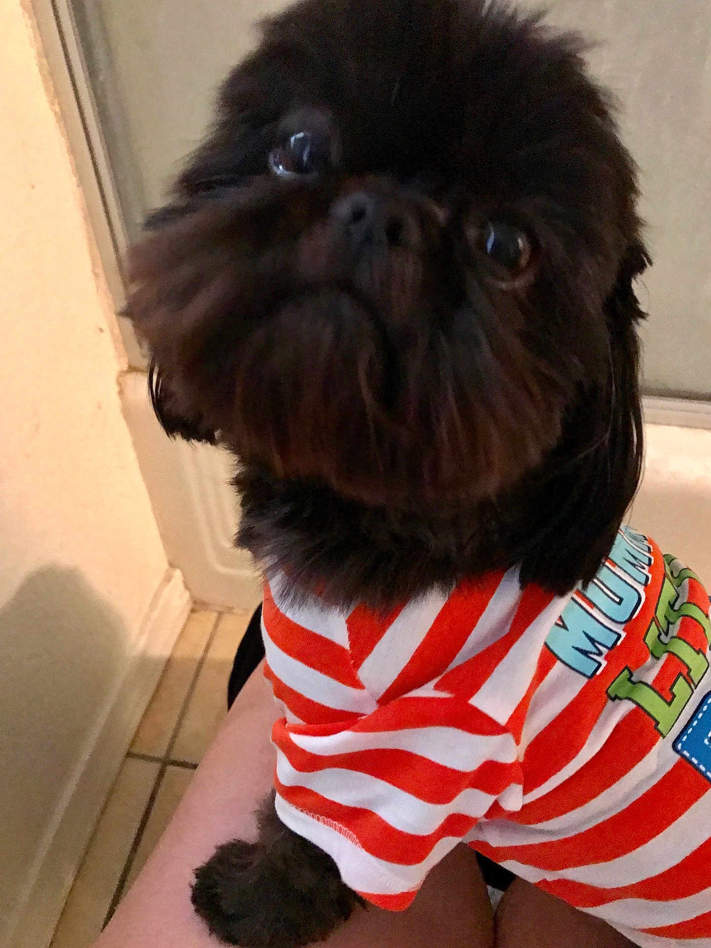 Gizmo is registered to the contest to win money with this photo: adorable, close_up, clothing, curious, dog, eyes, fur, human_arm, indoor, nose, orange_white, paw, pet, portrait, puppy, sitting, small_dog, striped_shirt, tile_floor, whiskers