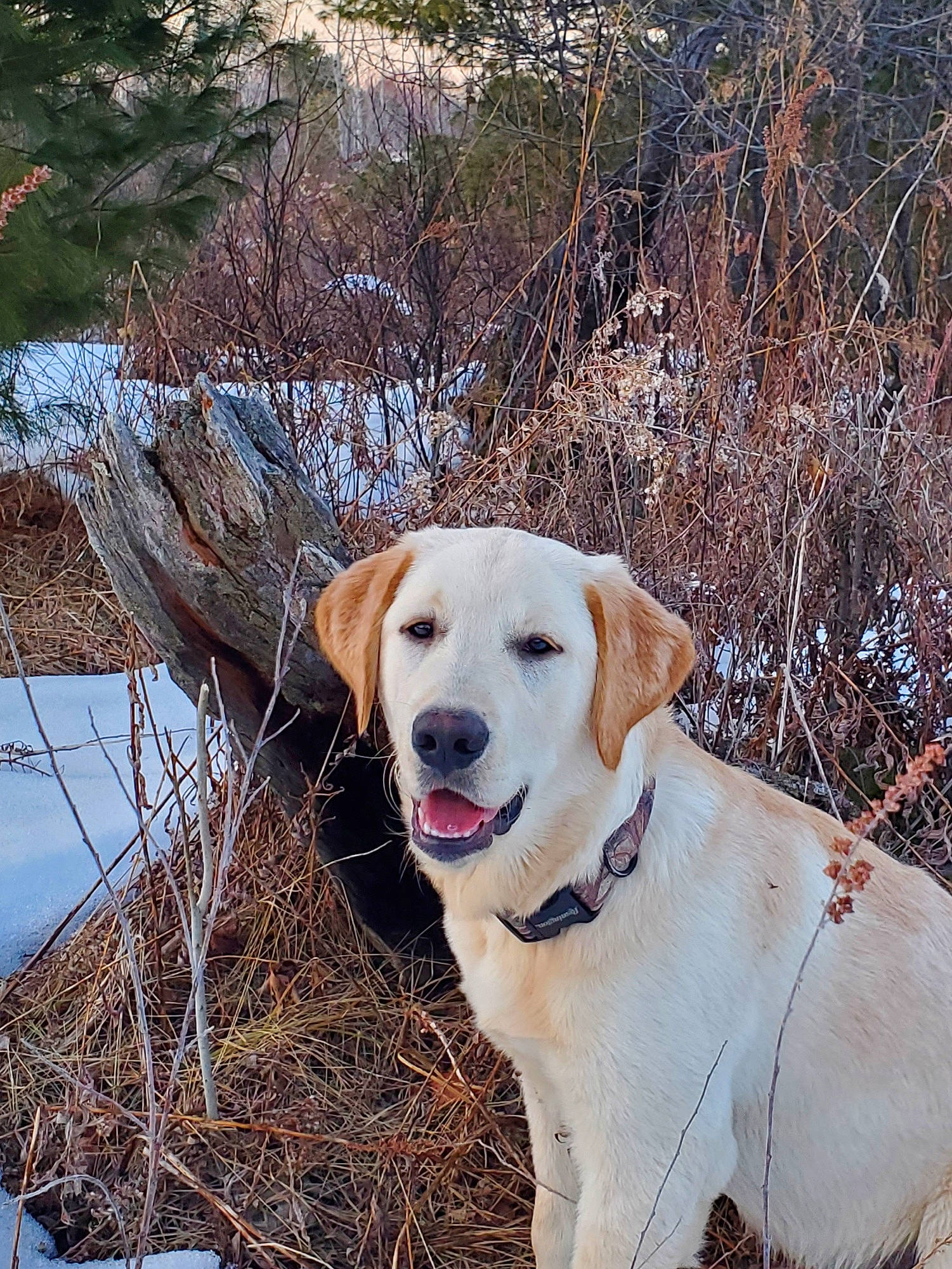 Jaxson is registered to the contest to win money with this photo: adventure, carnivore, collar, companion_dog, dog, dog_breed, dog_collar, fawn, freezing, grass, gun_dog, plant, retriever, snout, snow, sporting_group, tree, water, winter, wood