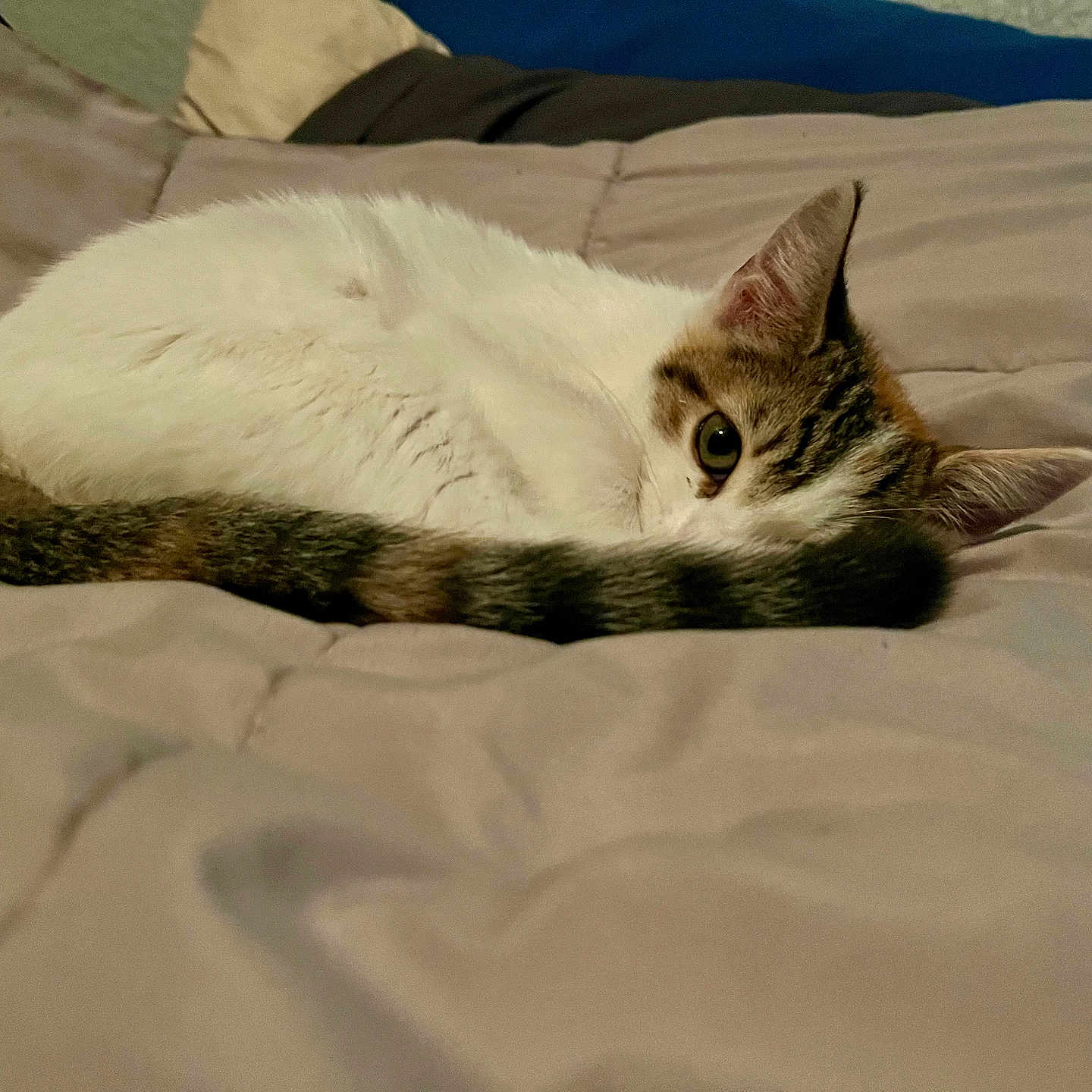 Calypso