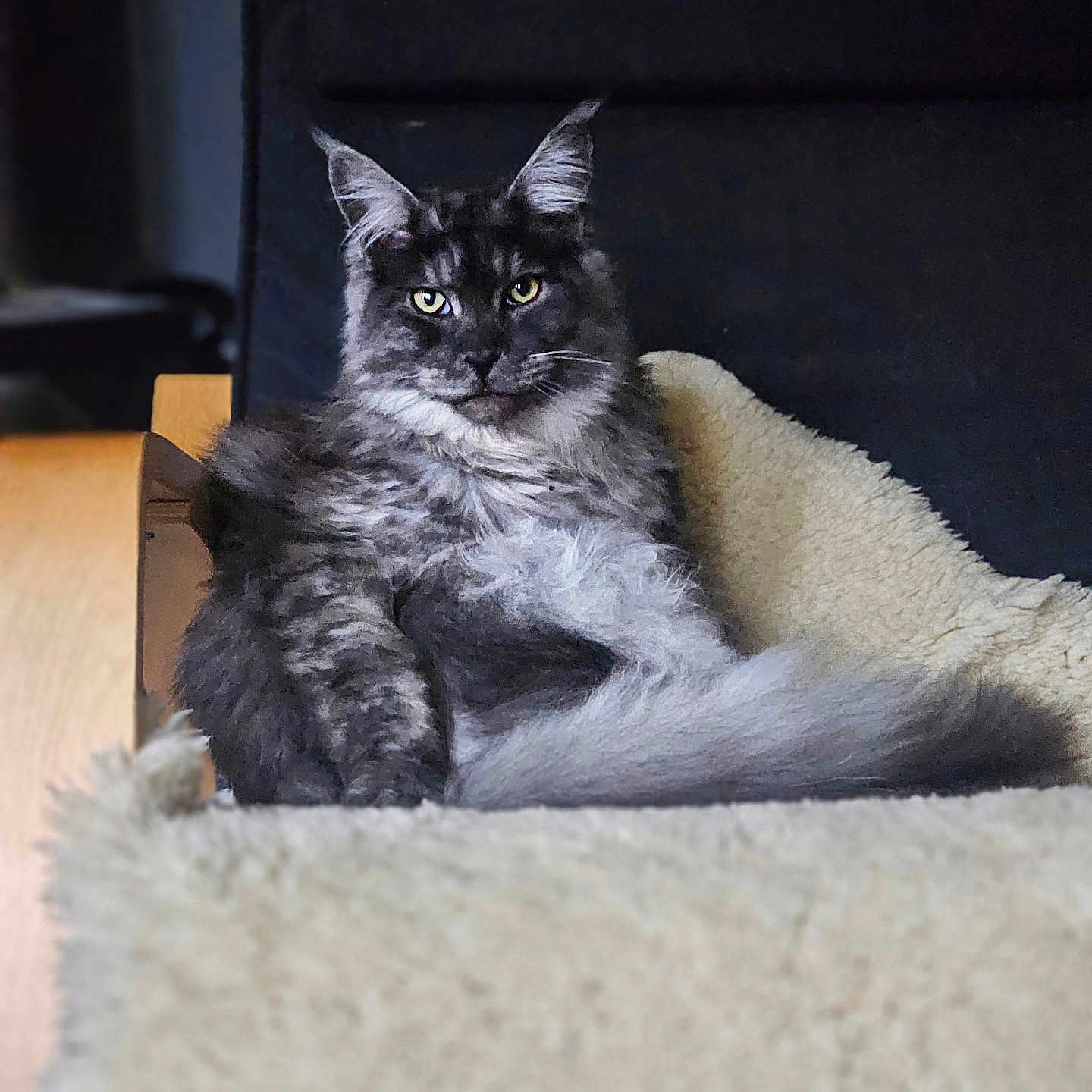 Arthur participe au concours pour gagner de l'argent avec cette photo : animal, blanket, cat, chair, comfortable, cozy, cute, domestic, ears, feline, fluffy, fur, gray, indoor, pet, portrait, relaxed, resting, tail, whiskers