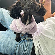 Molly joined the competition — help win amazing prizes! dog, puppy, black_dog, clothing, sweater, lap, jeans, white_shirt, hand, smoke, rolled_item, car_seat, pet, cute, small_dog, fur, indoor, portrait, animal, cozy