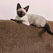 Jasmine joined the competition — help win amazing prizes! cat, siamese, kitten, blue_eyes, couch, brown, texture, indoor, pet, animal, feline, resting, curious, young, ears, whiskers, tail, fur, looking, home