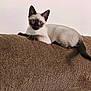 cat, siamese, kitten, blue_eyes, couch, brown, texture, indoor, pet, animal, feline, resting, curious, young, ears, whiskers, tail, fur, looking, home
