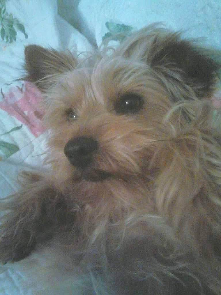 Garry participe au concours pour gagner de l'argent avec cette photo : biewer_terrier, canidae, carnivore, companion_dog, dog, dog_breed, fur, liver, maltepoo, non_sporting_group, puppy, small_terrier, snout, sporting_group, terrestrial_animal, terrier, toy_dog, water_dog, working_animal, yorkipoo