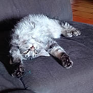 Baloo participe au concours pour gagner de l'argent avec cette photo : cat, fluffy, gray_and_white, pet, animal, sleeping, relaxed, upside_down, sprawled, paws, whiskers, face, fur, chair, furniture, indoor, home, cozy, portrait, funny