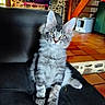 cat, kitten, fluffy, gray_fur, long_hair, tabby, pet, animal, sitting, portrait, blue_eyes, whiskers, ears, paws, black_chair, indoors, stone_wall, tile_floor, home, cute