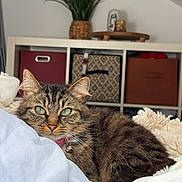 Cléo participe au concours pour gagner de l'argent avec cette photo : cat, tabby, green_eyes, pet, indoor, cozy, blanket, feline, fur, resting, houseplant, storage_boxes, shelf, home, relaxed, domestic_animal, cute, animal, soft, comfortable