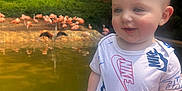 Braxton joined the competition — help win amazing prizes! baby, child, person, hand, pond, water, flamingo, bird, nature, greenery, tree, grass, outdoor, daylight, clothing, onesie, smile, face, animal, wildlife