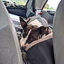 Ouma a rejoint le concours — aidez-le/la à gagner de superbes lots ! animal, black, canine, car_interior, comfort, dog, domestic_animal, ears, gray, looking, nose, pet, pillow, relaxed, resting, seat, transport, travel, white, window
