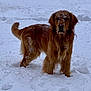 animal, canine, cold, daytime, dog, fluffy, frozen, fur, golden_retriever, mammal, nature, outdoor, outdoors, pet, portrait, snow, snowflakes, standing, winter, winter_climate