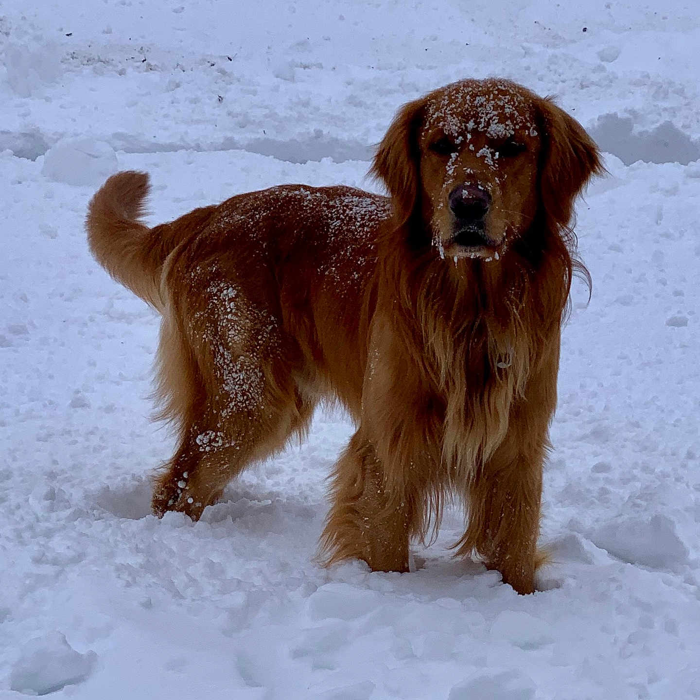 Leo joined the competition — help win amazing prizes! animal, canine, cold, daytime, dog, fluffy, frozen, fur, golden_retriever, mammal, nature, outdoor, outdoors, pet, portrait, snow, snowflakes, standing, winter, winter_climate