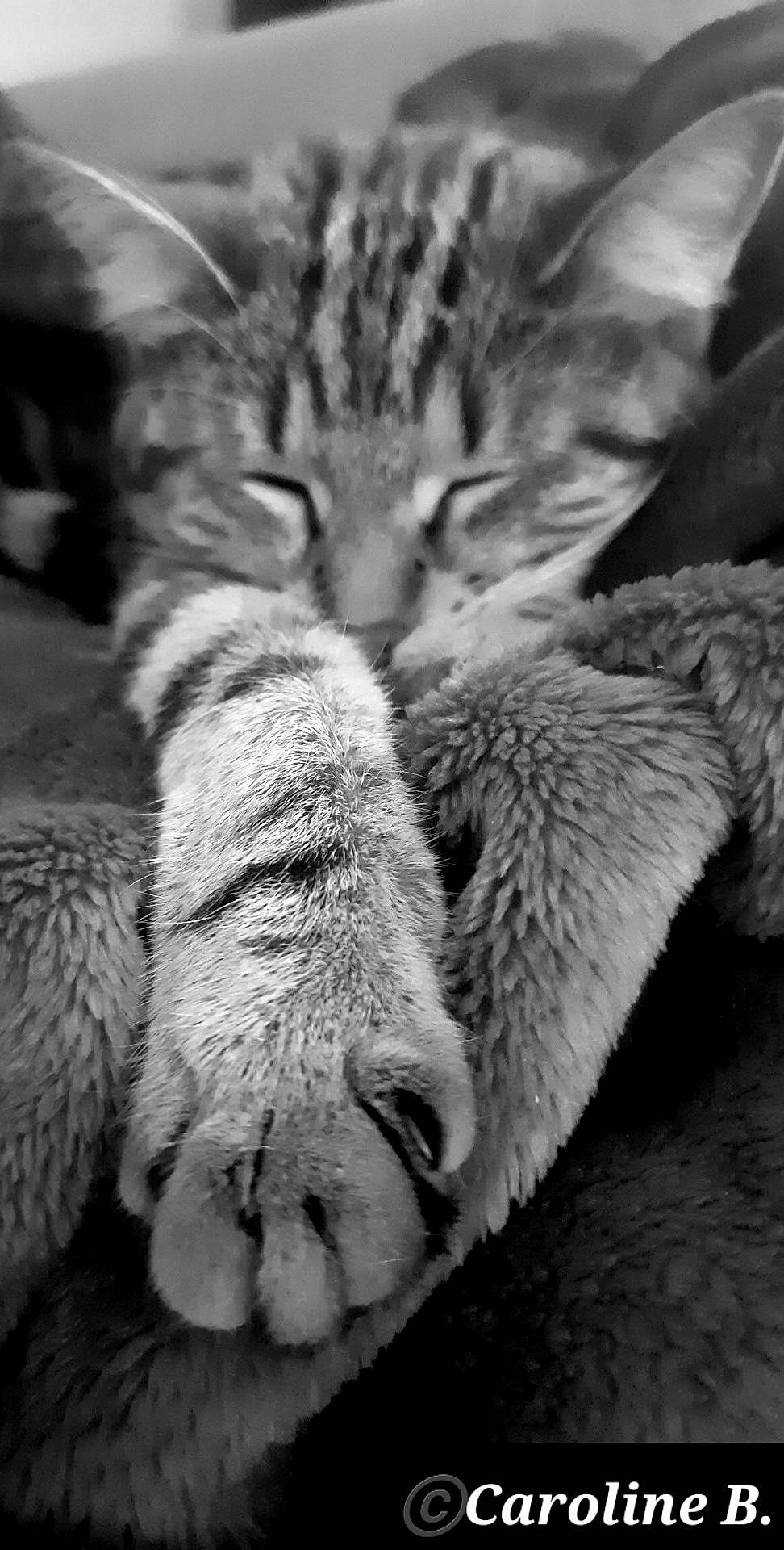 Brigandine a rejoint le concours — aidez-le/la à gagner de superbes lots ! carnivore, cat, claw, close_up, domestic_short_haired_cat, eye, felidae, fur, grey, leg, monochrome, monochrome_photography, nap, nose, paw, small_to_medium_sized_cats, snout, tail, terrestrial_animal, whiskers