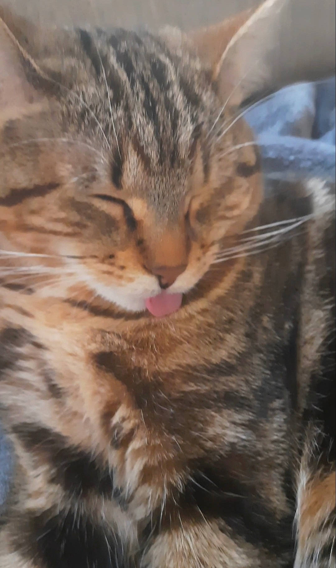 Brigandine a rejoint le concours — aidez-le/la à gagner de superbes lots ! carnivore, cat, claw, close_up, domestic_short_haired_cat, fawn, felidae, fur, iris, paw, small_to_medium_sized_cats, snout, tail, terrestrial_animal, tree, whiskers, wildlife, wood