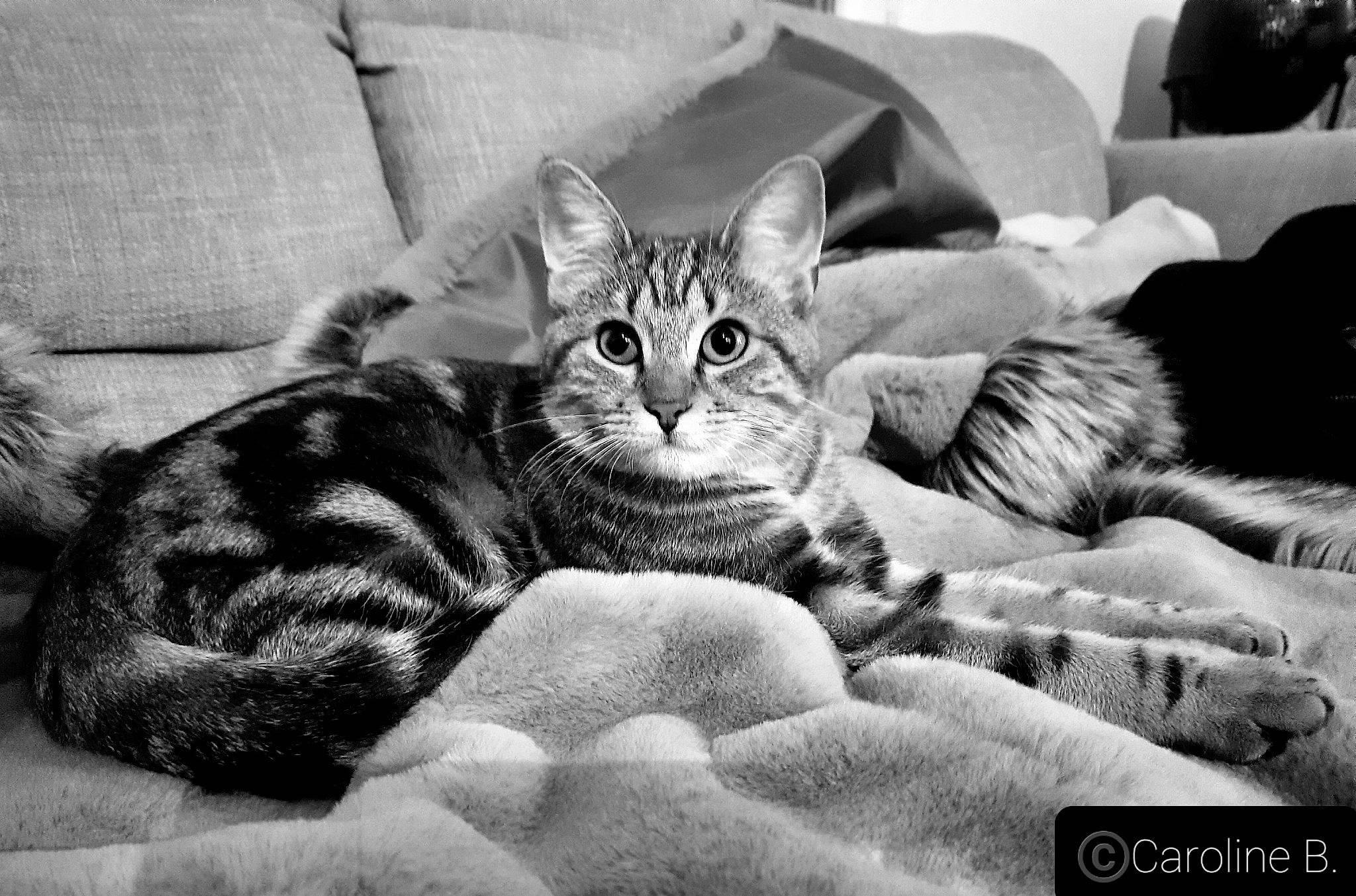 Brigandine a rejoint le concours — aidez-le/la à gagner de superbes lots ! black, black_and_white, carnivore, cat, comfort, domestic_short_haired_cat, felidae, fur, grey, monochrome, monochrome_photography, paw, photograph, small_to_medium_sized_cats, snapshot, snout, style, vertebrate, whiskers, white