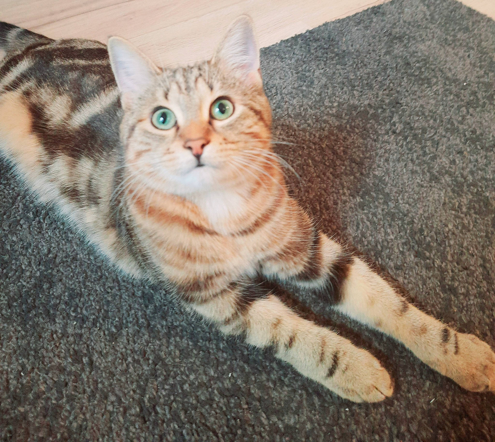 Brigandine a rejoint le concours — aidez-le/la à gagner de superbes lots ! carnivore, cat, comfort, domestic_short_haired_cat, fawn, felidae, flooring, foot, fur, pattern, paw, road_surface, sitting, small_to_medium_sized_cats, snout, tail, terrestrial_animal, toe, whiskers, wood