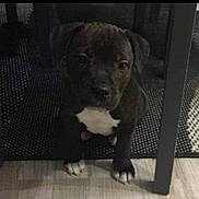 Nikita a rejoint le concours — aidez-le/la à gagner de superbes lots ! puppy, dog, pet, indoor, floor, table, mat, black_dog, white_patch, cute, young_dog, animal, domestic_animal, flooring, looking_up, small_dog, paw, legs, furniture, home