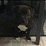puppy, dog, pet, indoor, floor, table, mat, black_dog, white_patch, cute, young_dog, animal, domestic_animal, flooring, looking_up, small_dog, paw, legs, furniture, home