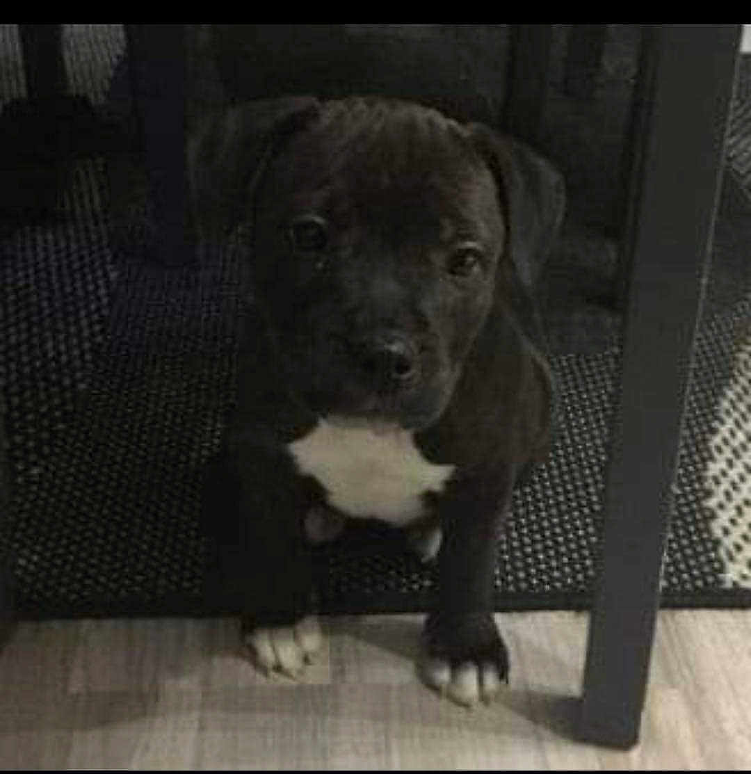 Nikita a rejoint le concours — aidez-le/la à gagner de superbes lots ! puppy, dog, pet, indoor, floor, table, mat, black_dog, white_patch, cute, young_dog, animal, domestic_animal, flooring, looking_up, small_dog, paw, legs, furniture, home