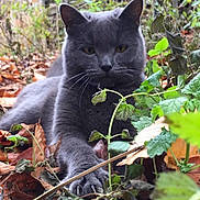Petey Pie is registered to the contest to win money with this photo: cat, gray_cat, animal, pet, outdoor, autumn, leaves, plants, nature, claws, paw, face, fur, wildlife, closeup, yellow_eyes, mammal, forest_floor, relaxed, stretched