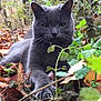 cat, gray_cat, animal, pet, outdoor, autumn, leaves, plants, nature, claws, paw, face, fur, wildlife, closeup, yellow_eyes, mammal, forest_floor, relaxed, stretched