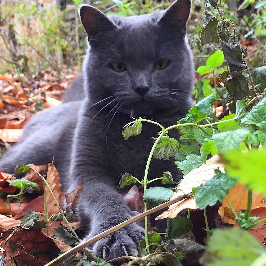 Petey Pie is registered to the contest to win money with this photo: animal, autumn, cat, claws, closeup, face, forest_floor, fur, gray_cat, leaves, mammal, nature, outdoor, paw, pet, plants, relaxed, stretched, wildlife, yellow_eyes