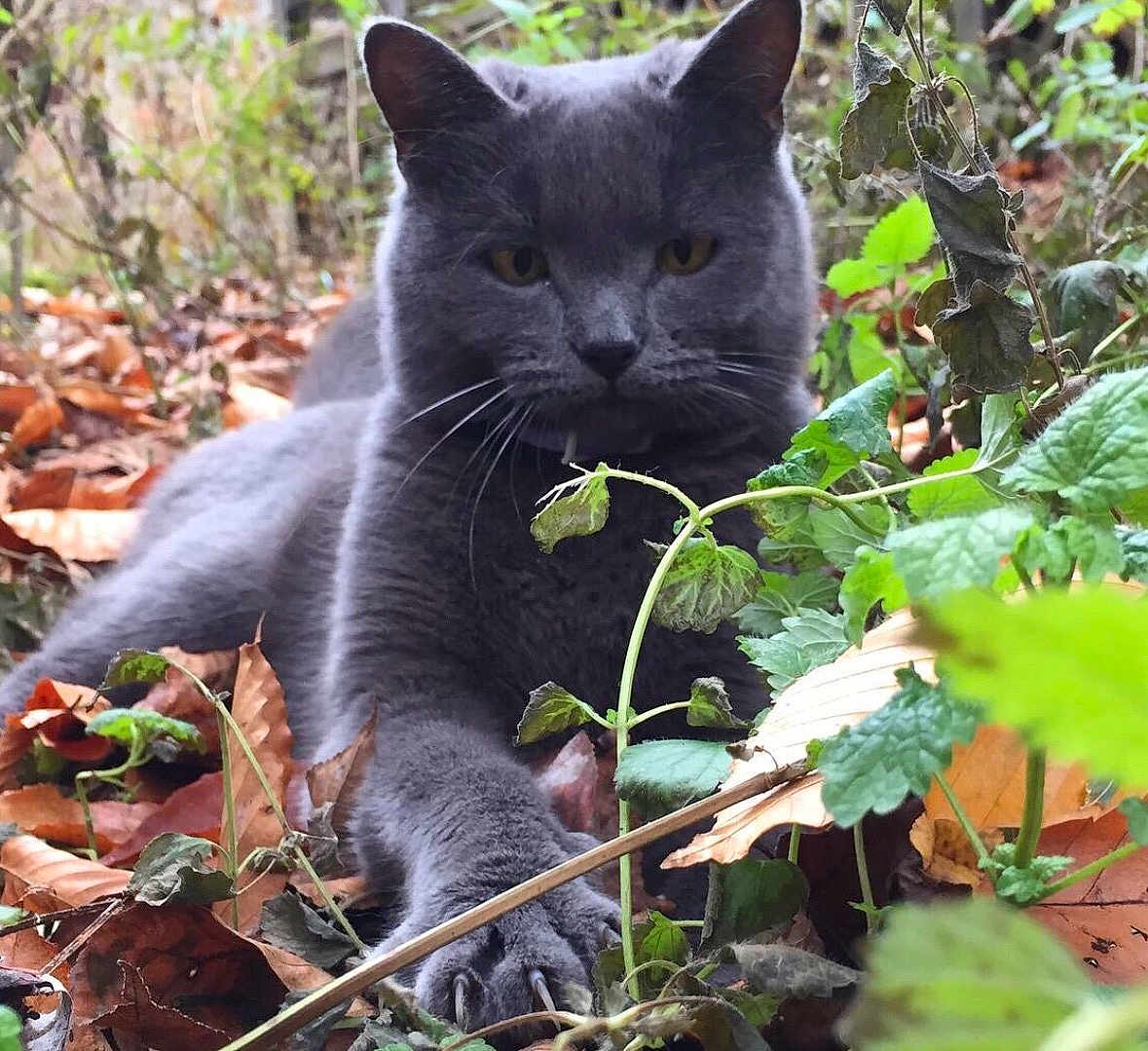 Petey Pie is registered to the contest to win money with this photo: cat, gray_cat, animal, pet, outdoor, autumn, leaves, plants, nature, claws, paw, face, fur, wildlife, closeup, yellow_eyes, mammal, forest_floor, relaxed, stretched
