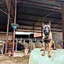 agriculture, animal, barn, brown_dog, collar, cows, curious, dog, farm, farm_animals, fence, guard_dog, hay_bale, indoors, livestock, metal_roof, muzzle, resting, rural, stall