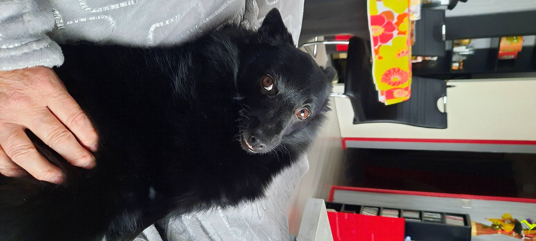 Pia participe au concours pour gagner de l'argent avec cette photo : canidae, carnivore, collar, dog_breed, felidae, fur, machine, pet_supply, small_to_medium_sized_cats, snout, sporting_group, terrestrial_animal, whiskers, working_animal