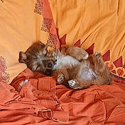 Happy a rejoint le concours — aidez-le/la à gagner de superbes lots ! puppy, dog, sleeping, bed, blanket, orange, yellow, cozy, fur, cute, pet, indoor, relaxing, paws, belly_up, resting, soft, animal, comfort, nap