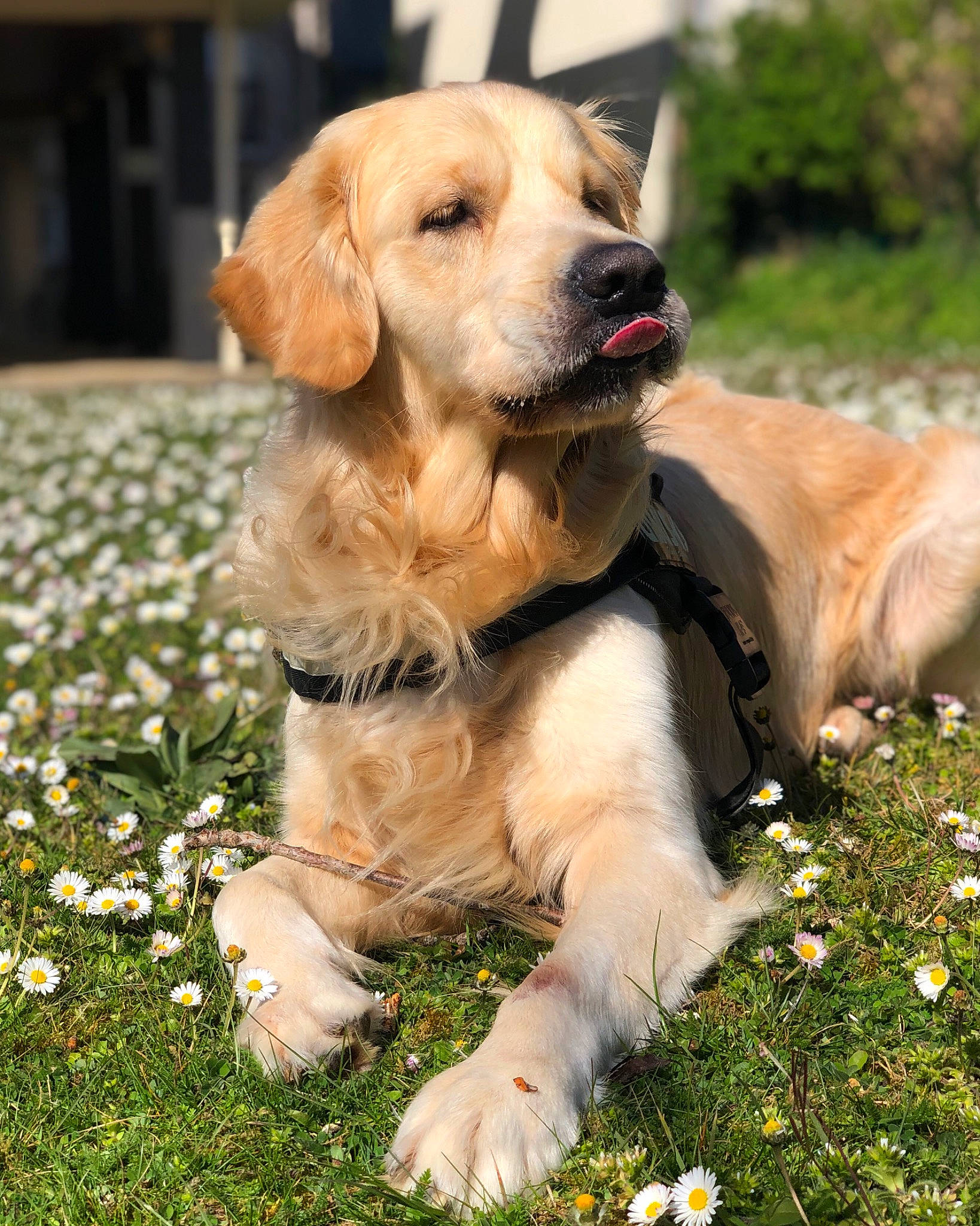 Néo participe au concours pour gagner de l'argent avec cette photo : canidae, carnivore, companion_dog, dog, dog_breed, fawn, golden_retriever, grass, labrador_retriever, mammal, plant, puppy, rare_breed_dog, retriever, snout, sporting_group, vertebrate, whiskers