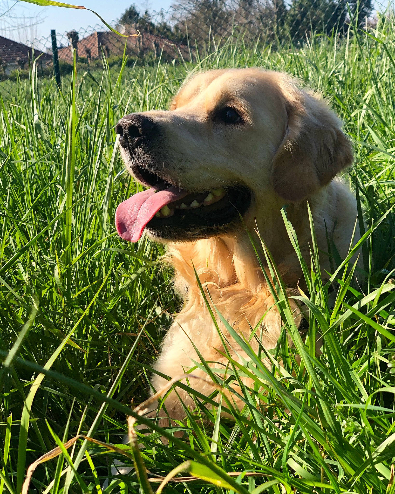 Néo a rejoint le concours — aidez-le/la à gagner de superbes lots ! black_mouth_cur, broholmer, canidae, carnivore, dog, dog_breed, fawn, field_trial, fila_brasileiro, grass, grass_family, hunting_dog, labrador_retriever, mammal, plant, portuguese_pointer, rhodesian_ridgeback, snout, sporting_group, vertebrate