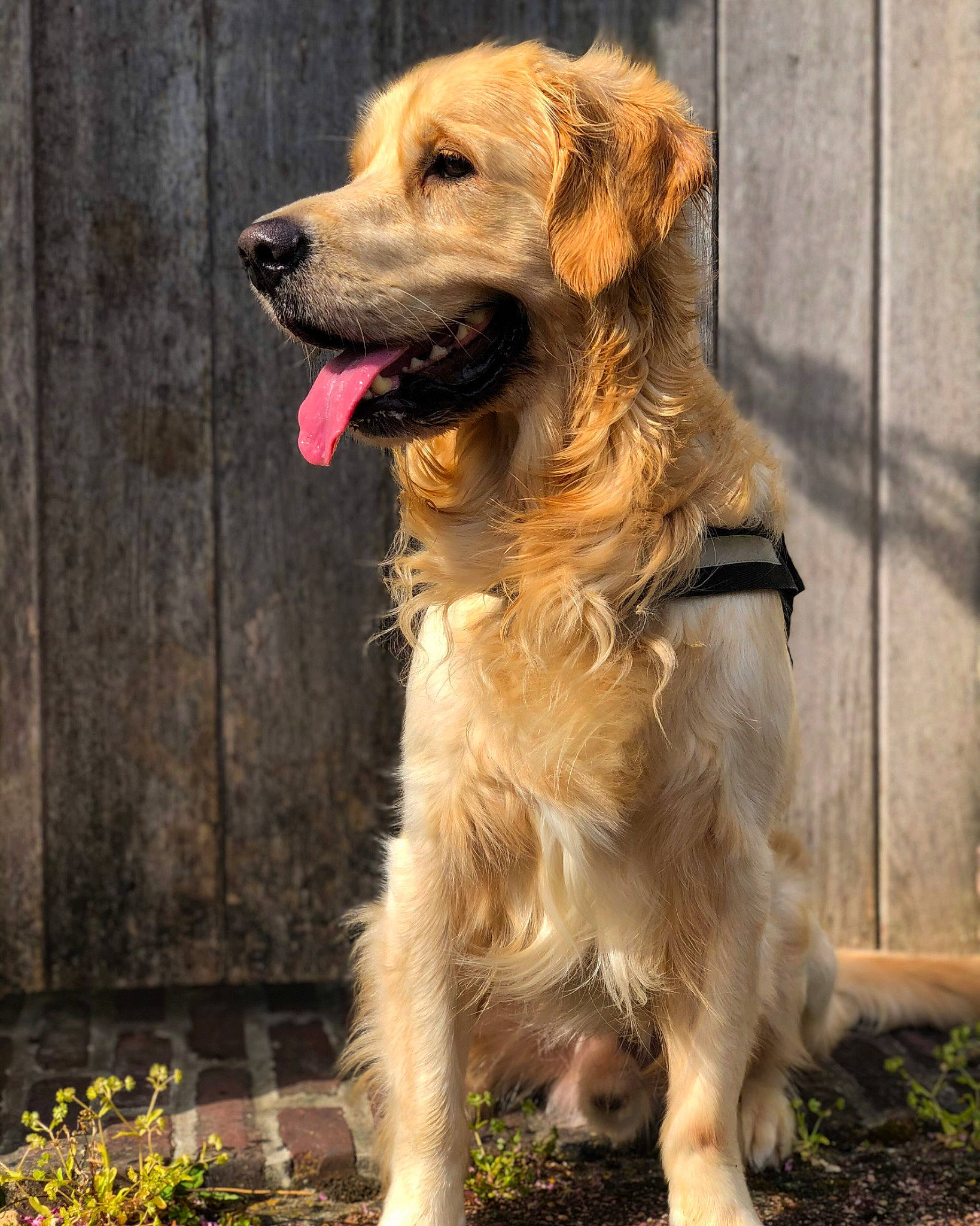 Néo a rejoint le concours — aidez-le/la à gagner de superbes lots ! canidae, carnivore, companion_dog, dog, dog_breed, fawn, golden_retriever, hovawart, labrador_retriever, mammal, rare_breed_dog, retriever, spaniel, sporting_group, styrian_coarse_haired_hound, vertebrate