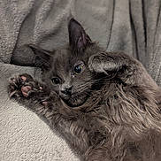 Anos a rejoint le concours — aidez-le/la à gagner de superbes lots ! animal, blanket, cat, close_up, cozy, cute, ears, eyes, fluffy, fur, gray_fur, indoor, kitten, paws, pet, playful, relaxed, resting, soft, whiskers