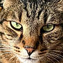 Sheguey participe au concours pour gagner de l'argent avec cette photo : animal, cat, close_up, cute, detail, expression, eye_contact, face, feline, fur, green_eyes, indoor, looking, mammal, nose, pet, portrait, soft_light, tabby, whiskers