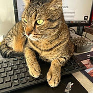 Sheguey participe au concours pour gagner de l'argent avec cette photo : animal, cat, close_up, computer, curious, desktop, feline, fur, green_eyes, home_office, indoor, keyboard, laptop, mammal, paws, pet, relaxed, tabby, technology, whiskers