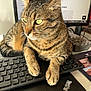 animal, cat, close_up, computer, curious, desktop, feline, fur, green_eyes, home_office, indoor, keyboard, laptop, mammal, paws, pet, relaxed, tabby, technology, whiskers