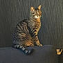 Sheguey a rejoint le concours — aidez-le/la à gagner de superbes lots ! alert, animal, cat, couch, dark_background, domestic_cat, ears, feline, furniture, furry, indoor, looking_away, pet, sitting, striped, striped_fur, tabby_cat, tail, texture_wall, whiskers