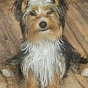 Cosmo is registered to the contest to win money with this photo: animal, black_fur, brown_fur, cute, dog, ears, face, fluffy, fur, indoor, looking_at_camera, mammal, paw, pet, puppy, scruffy, sitting, small_dog, white_fur, wooden_floor