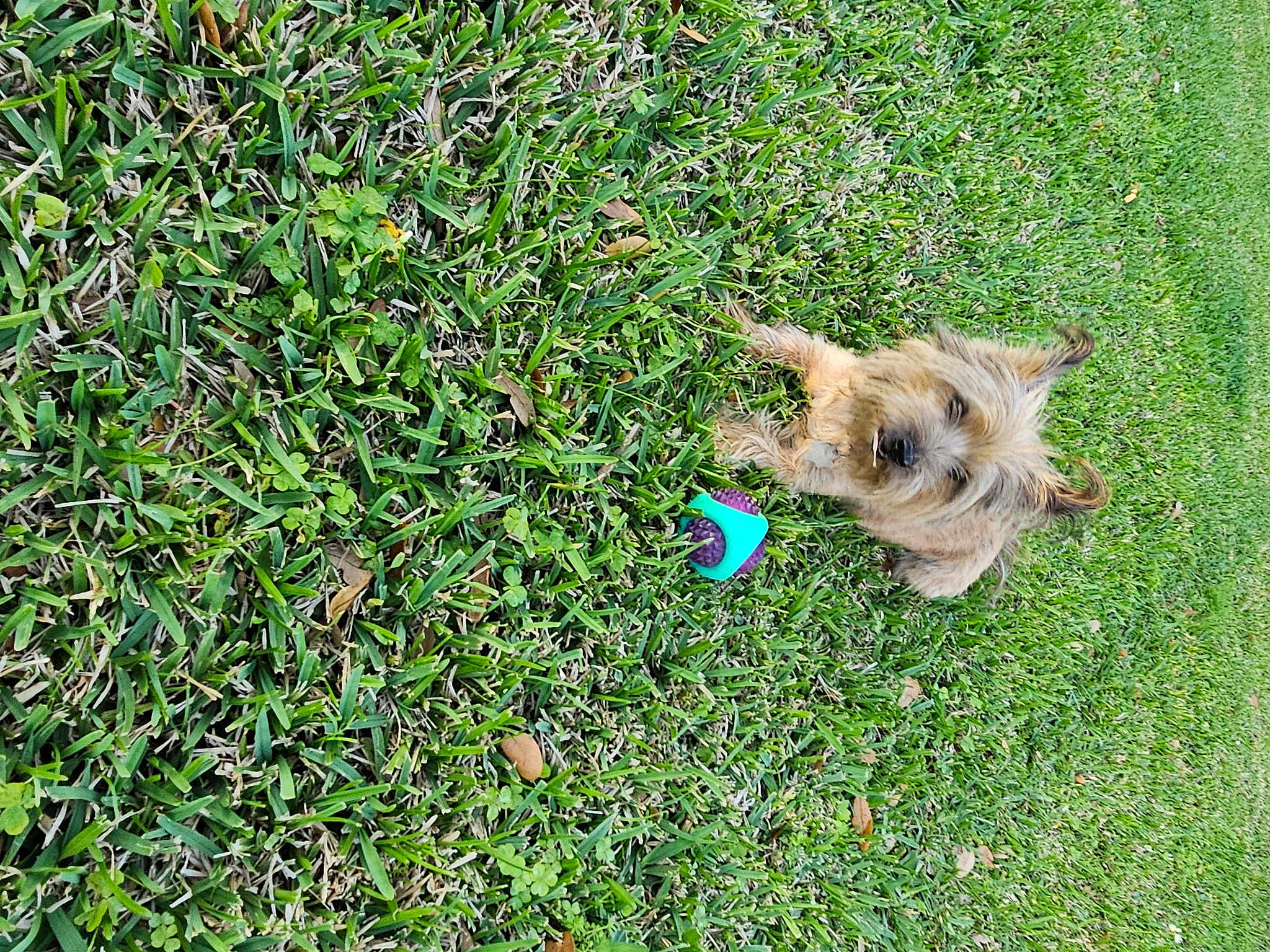 Willie