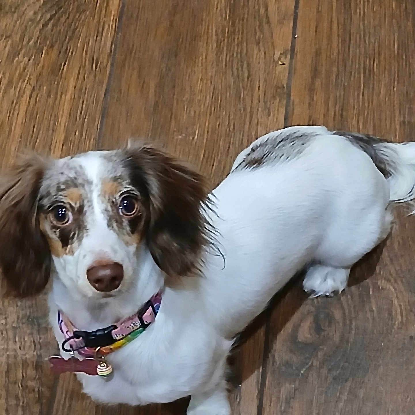 Vienna Beaux joined the competition — help win amazing prizes! alert, animal, brown_and_white, canine, collar, companion, cute, dachshund, dog, domestic_animal, floppy_ears, four_legs, fur, indoor, long_body, looking_up, pet, small_dog, standing, wooden_floor