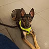 Galopin a rejoint le concours — aidez-le/la à gagner de superbes lots ! alert, animal, brown_and_black, canine, companion, cute, dog, domestic_animal, ears_up, floor, house, indoor, leash, looking, pet, resting, small_dog, tile_floor, yellow_harness, young_dog